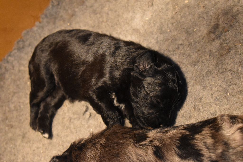 Du Val Des Belettes - Chiot disponible  - Berger des Pyrenees à poil long